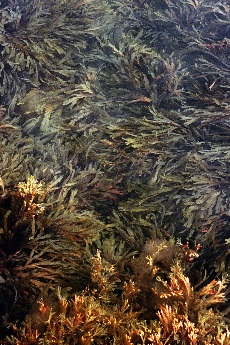 SPA SEAWEED DETOX BATH